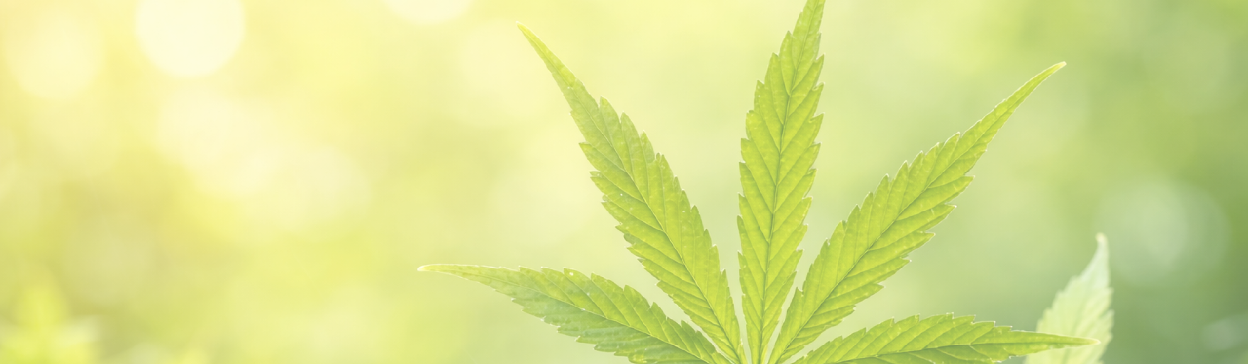 Swissbotanic – Réalisation Smart Impact